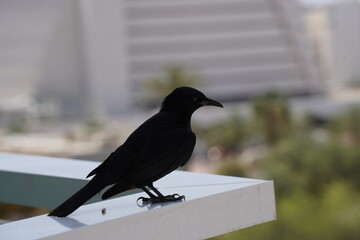 Tristram's starling (Onychognathus tristramii) sitting on the edge of balcony