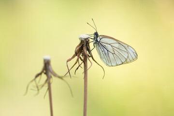 A black-veined white butterfly resting on a dandelion stem on a yellow natural background seen from the side