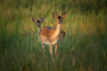 Naklejka na ściany i meble Two young male fallow deer in the sunlight looking at the camera