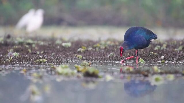 Grey-headed swamphen, Porphyrio poliocephalus in Wetland in morning reflection in Water