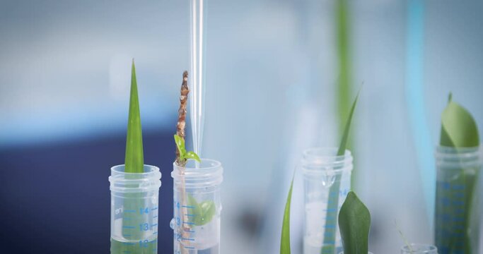Plants in test laboratory are artificially grown and watered with pipette, scientist working with ecosystem medicine concept biological chemistry