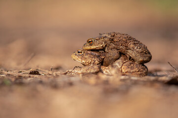 Two toads in amplex, a male and female, during mating season. The toads are migrating to the water.