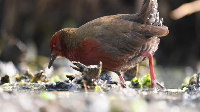 Beautiful Bird Ruddy-breasted crake Feeding in Wetland area