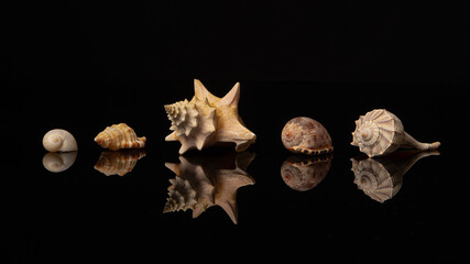 Row of pretty shells on a black background with their reflection