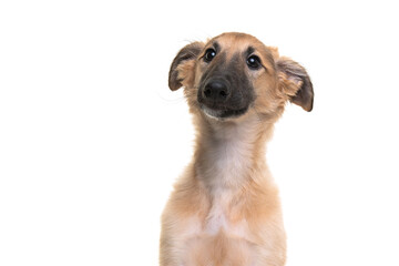 Portrait of a cute silken windsprite puppy isolated on a white background