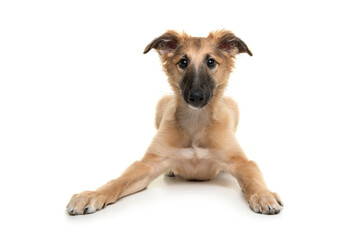 Cute silken windsprite puppy lying down seen from the front looking at the camera isolated on a white background