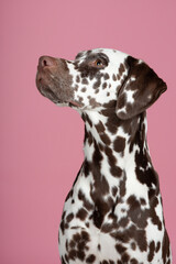 Pretty brown spotted  dalmatian dog portrait looking up on a pink background