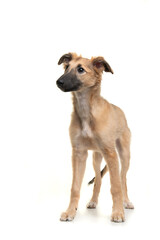 Cute silken windsprite puppy standing isolated on a white background looking away