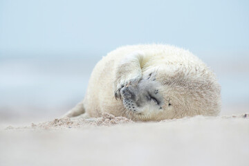 Cute white baby of a grey seal lying on a beach making a funny face