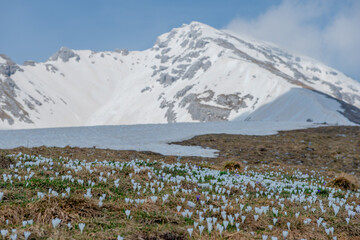 Crocus flowers that defy the snow