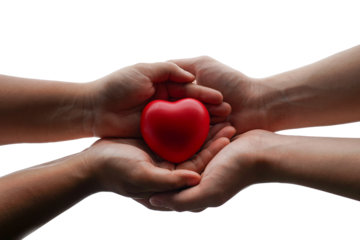 red heart in adult hands isolated with clipping path on background, health care, organ donation, family life insurance, world heart day,brain stroke.
