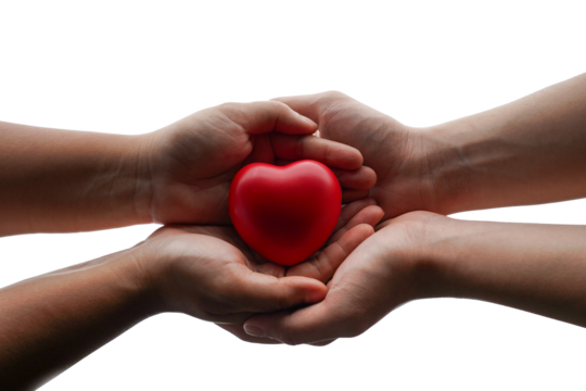 red heart in adult hands isolated with clipping path on background, health care, organ donation, family life insurance, world heart day,brain stroke. - Powered by Adobe
