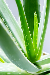 Aloe Vera close-up. The concept of using beneficial plants in alternative medicine and beauty industry. Selective focus.