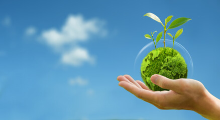 Green globe and growing tree in human hand green background with sky Protect the environment keep...