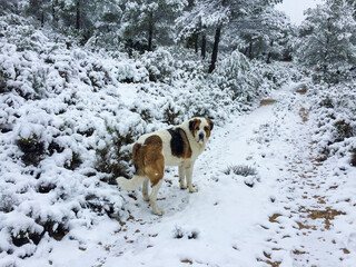 Nieve en la montaña pinada nevada