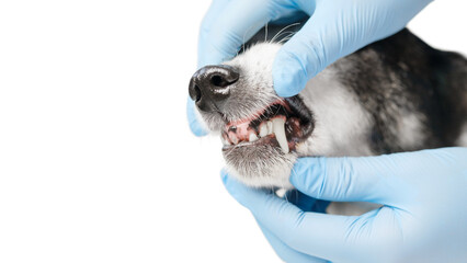 Close up profile shot of a black and white mongrel dog and the veterinarian. Doctor in blue gloves...