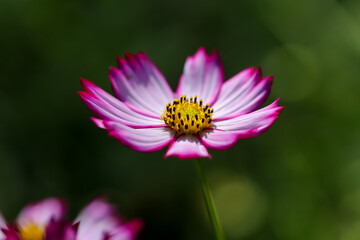 Fototapeta premium Colorful Cosmos Flower - Cosmos bipinnatus, Beautiful Pink Flowers in Backyard Garden 