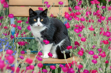 Cute cat, tuxedo pattern black and white bicolor, European Shorthair, sitting on a chair in the midst of pink flowering rose campion in a garden, Germany