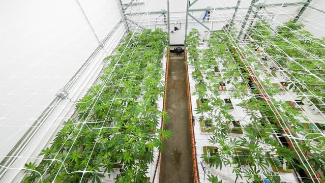Vertical Farming at Indoor Weed Farm