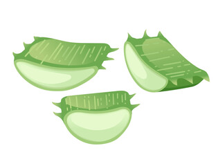 Set of three pieces of aloe vera green medical herb vector illustration isolated on white background