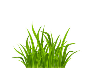 Grass silhouette isolated on transparent background