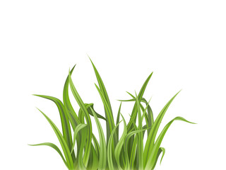 Green grass silhouette isolated on transparent background
