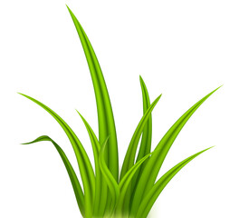 Green realistic seamless grass silhouette isolated on transparent background