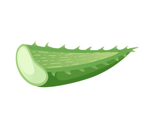 Piece of aloe vera green plant ready for medical treatment vector illustration isolated on white background