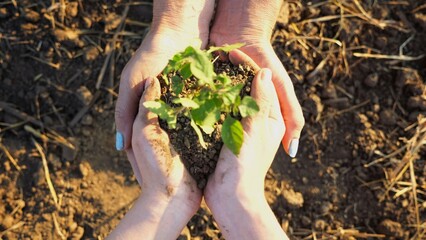Young hands giving to adult female arms small sprout at meadow. Farmers getting ready to earth a little plant at field. Concept of agriculture and agronomy business.