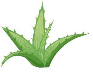 Aloe vera green plant ready for medical treatment vector illustration isolated on white background