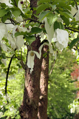 blüten am taschentuchbaum