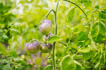 Different types of tomatoes. Harvest of tomato varieties