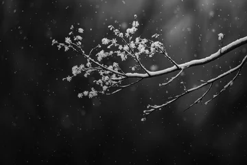 Foto op Plexiglas The serene beauty of a solitary tree branch adorned with freshly fallen snow. © grey