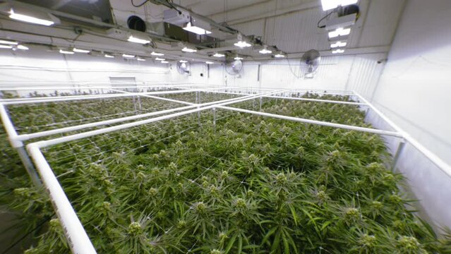 Warehouse Grow Room Full of Mature Marijuana Plants