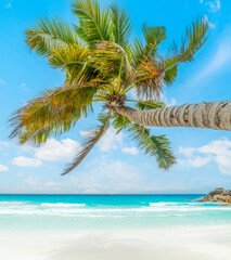 Palm tree in a tropical beach with white sand