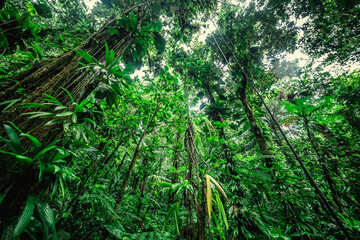 Tall trees in the jungle
