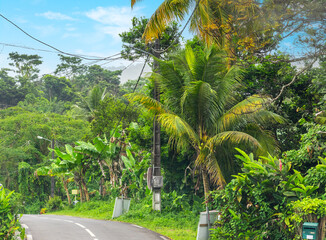 Road in the jungle on a sunny day