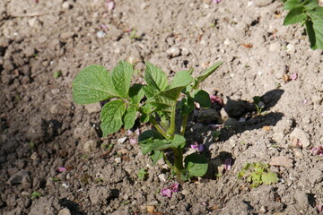 Plant de pomme de terre 
