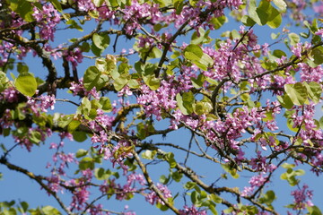 Fleurs d'Arbre de Judée (Cercis siliquastrum)
