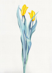 Two yellow watercolor tulips on a white background