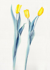 Three yellow watercolor tulips on a white background
