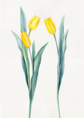 Hand-painted three yellow tulips against a white background