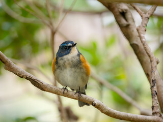 森の中で枝に留まっているルリビタキの雄