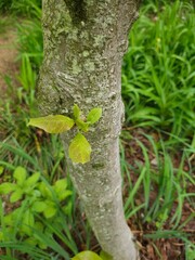 식물, plant, green, 네이처, 나무, 풀, 자라다