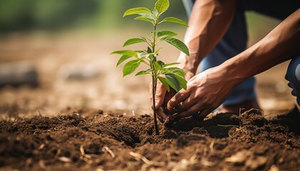 A closeup of a person planting a young tree in a community garden, representing growth and renewal, both literally and metaphorically, as part of an environmental recovery initiative - obrazy, fototapety, plakaty