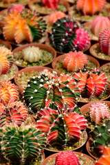 Fototapeta premium Gymnocalycium hybrid variegated in outdoor cactus farm.