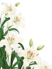 Illustration frame with white lilies flowers on white background with copy space