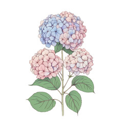 Hydrangea flowers cute kawaii style illustration, isolated clipart,  with leaves around, flat vector illustration art