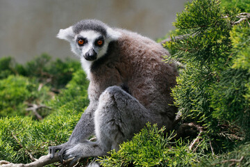 Katta (Lemur catta) Lemuren, Madagaskar 