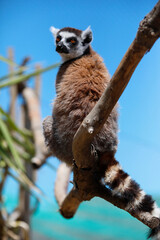 Katta (Lemur catta) Lemuren, Madagaskar 